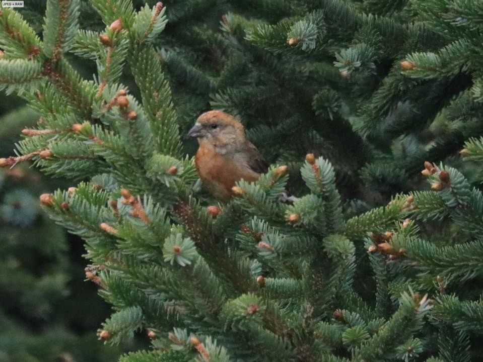 Red Crossbill - Lynda Lybeck-Robinson