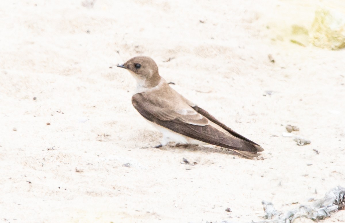 Northern Rough-winged Swallow - ML455460651