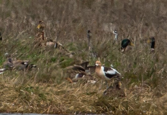 American Avocet - ML455460861
