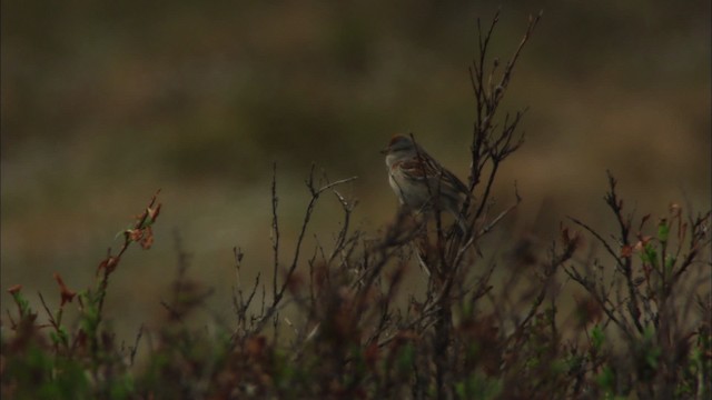 American Tree Sparrow - ML455461