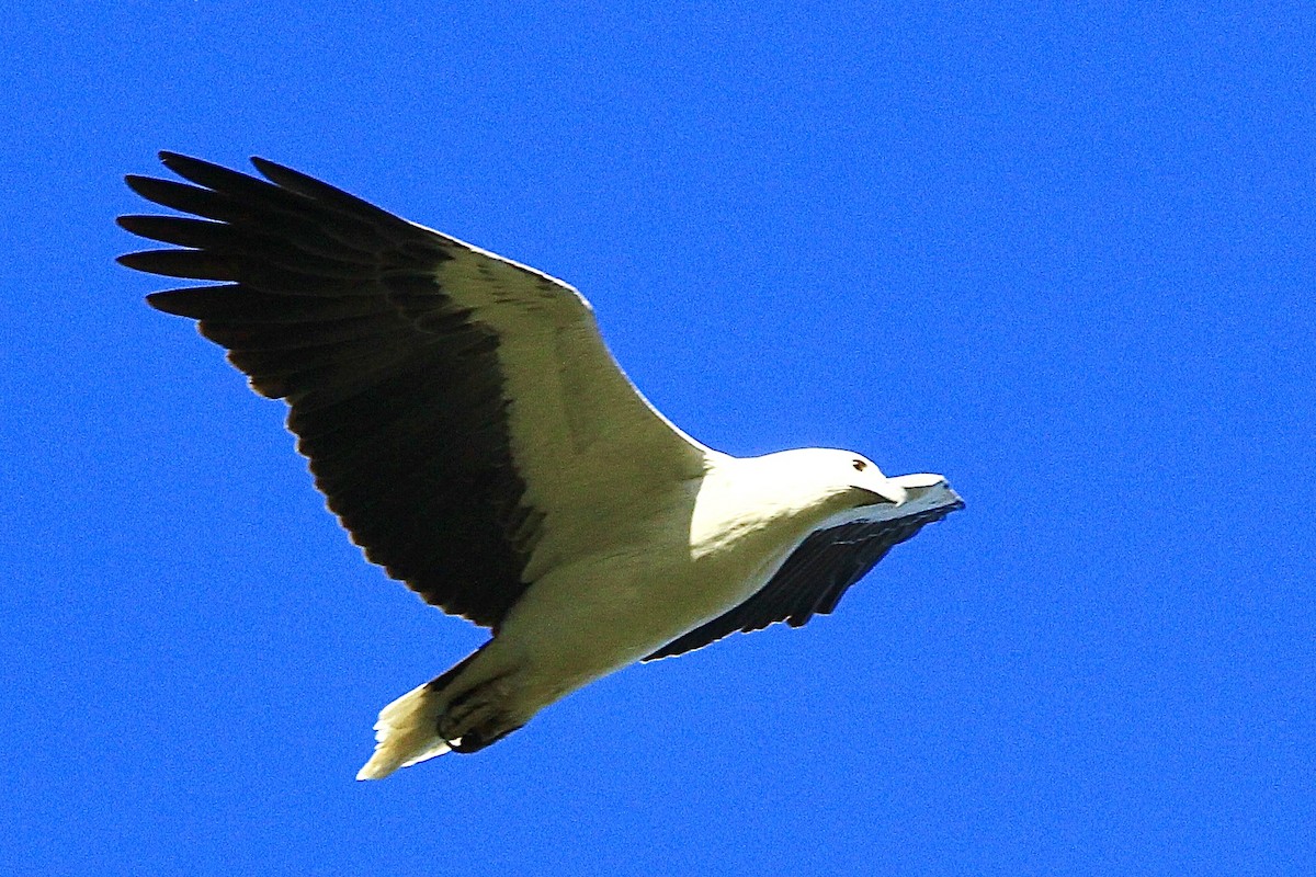 White-bellied Sea-Eagle - ML455461521