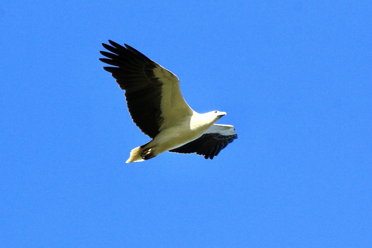 White-bellied Sea-Eagle - ML455461531