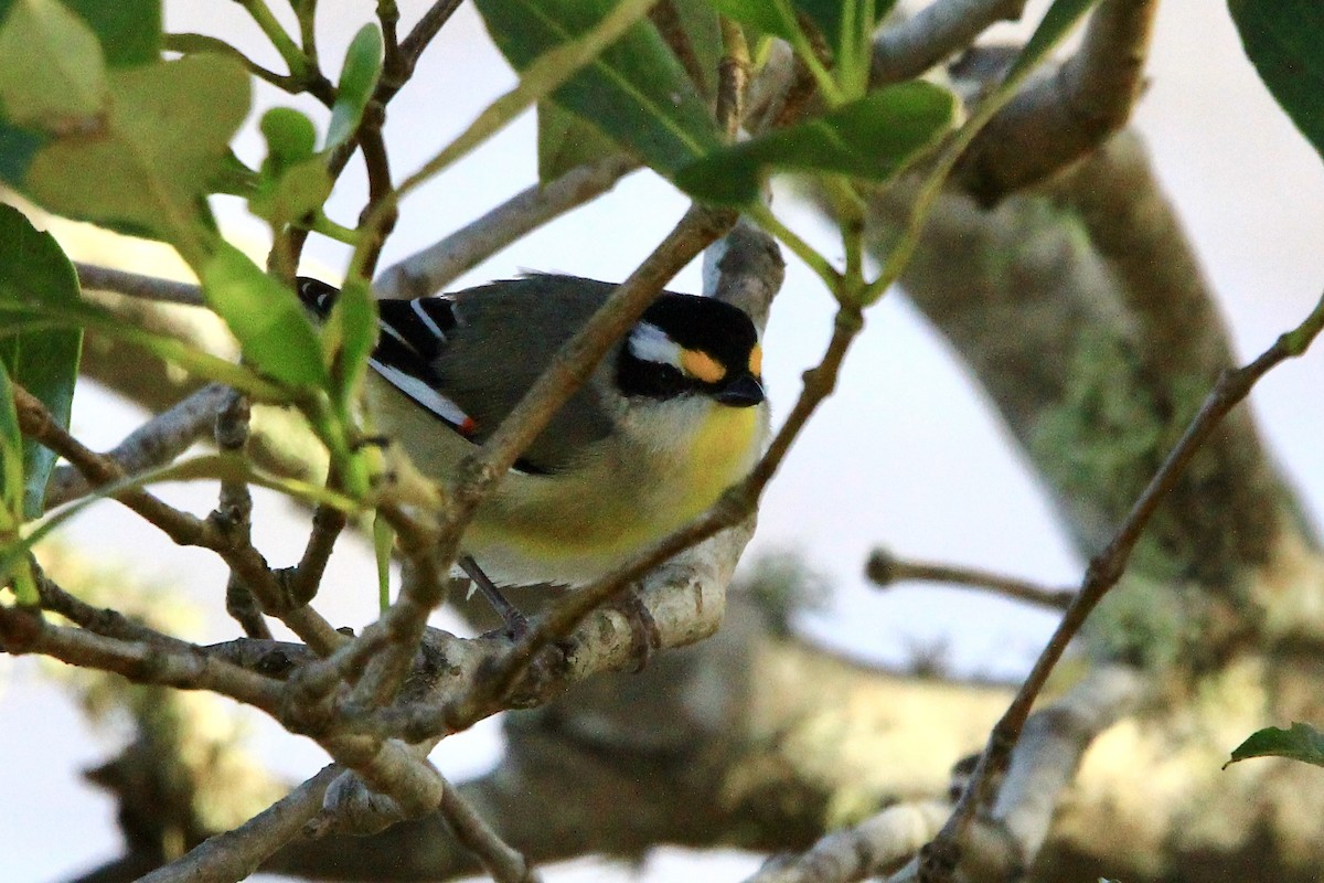 Pardalote à point jaune - ML455461541