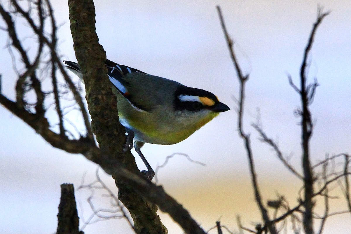 Pardalote à point jaune - ML455461551