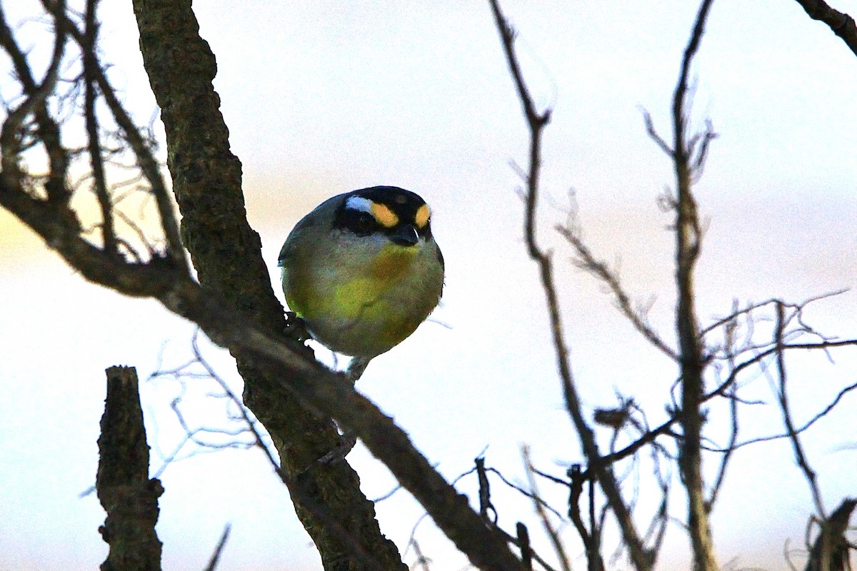 Pardalote à point jaune - ML455461561