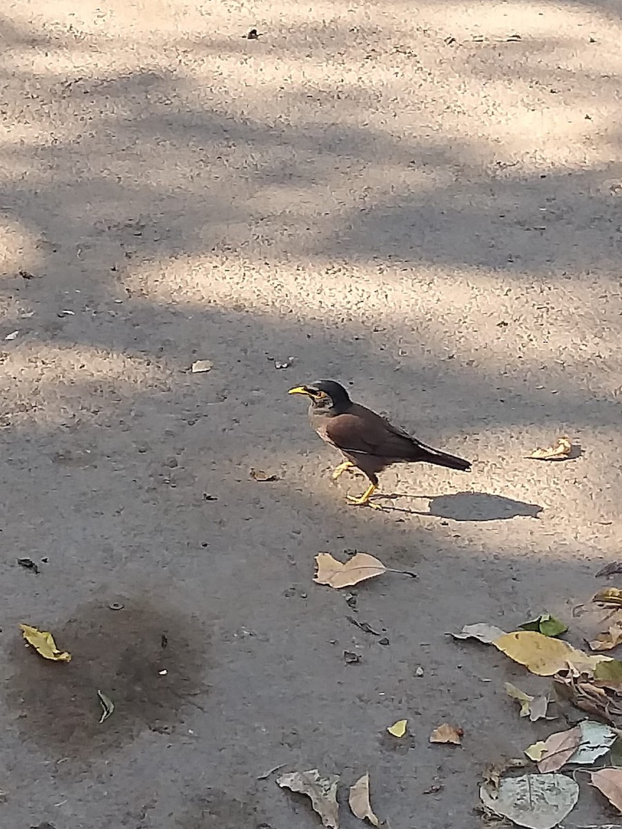 Common Myna - ML455462161