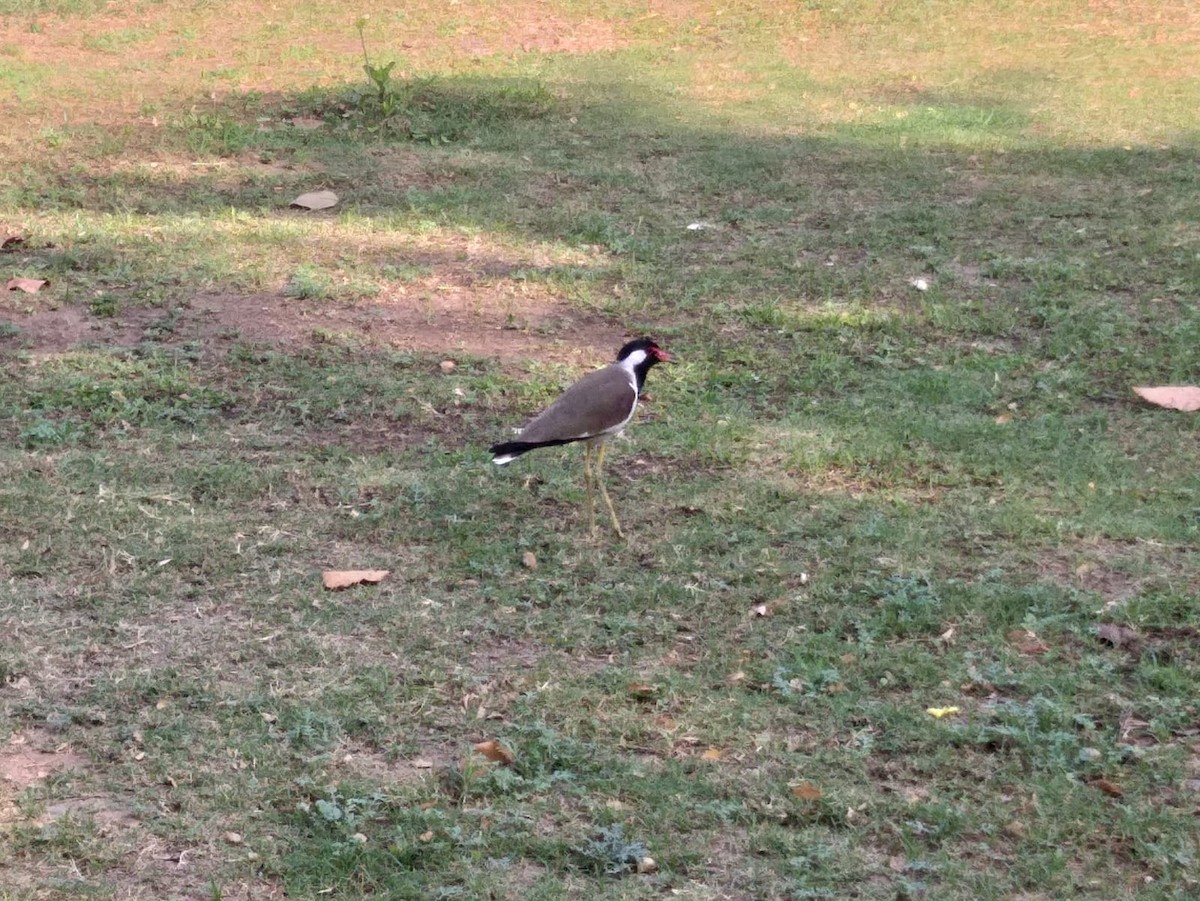 Red-wattled Lapwing - ML455462201