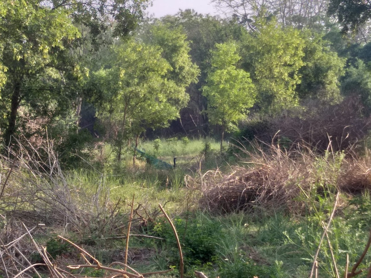 Indian Peafowl - ML455462221