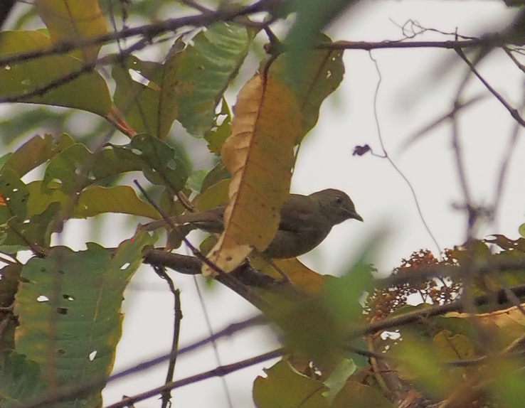 Little Greenbul - ML455462431