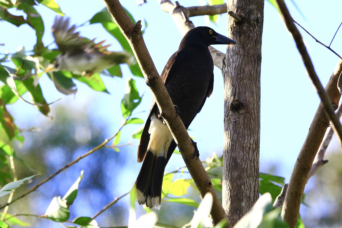 Pied Currawong - ML455462601