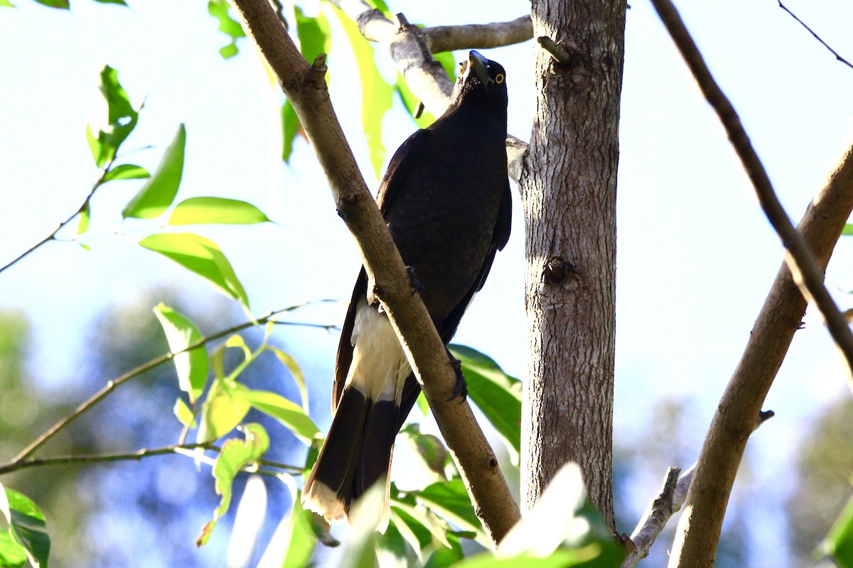 Pied Currawong - ML455462721