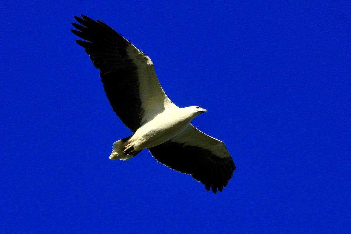 White-bellied Sea-Eagle - ML455463041