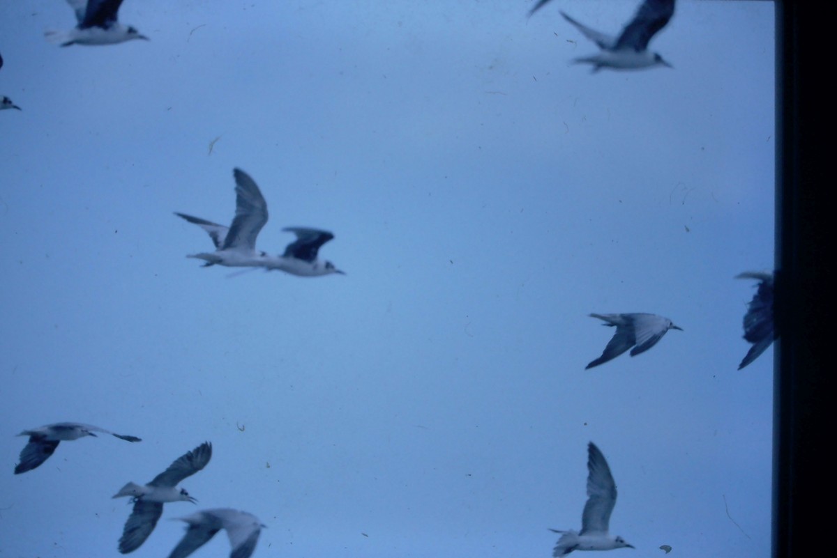 White-winged Tern - Frank Hawkins