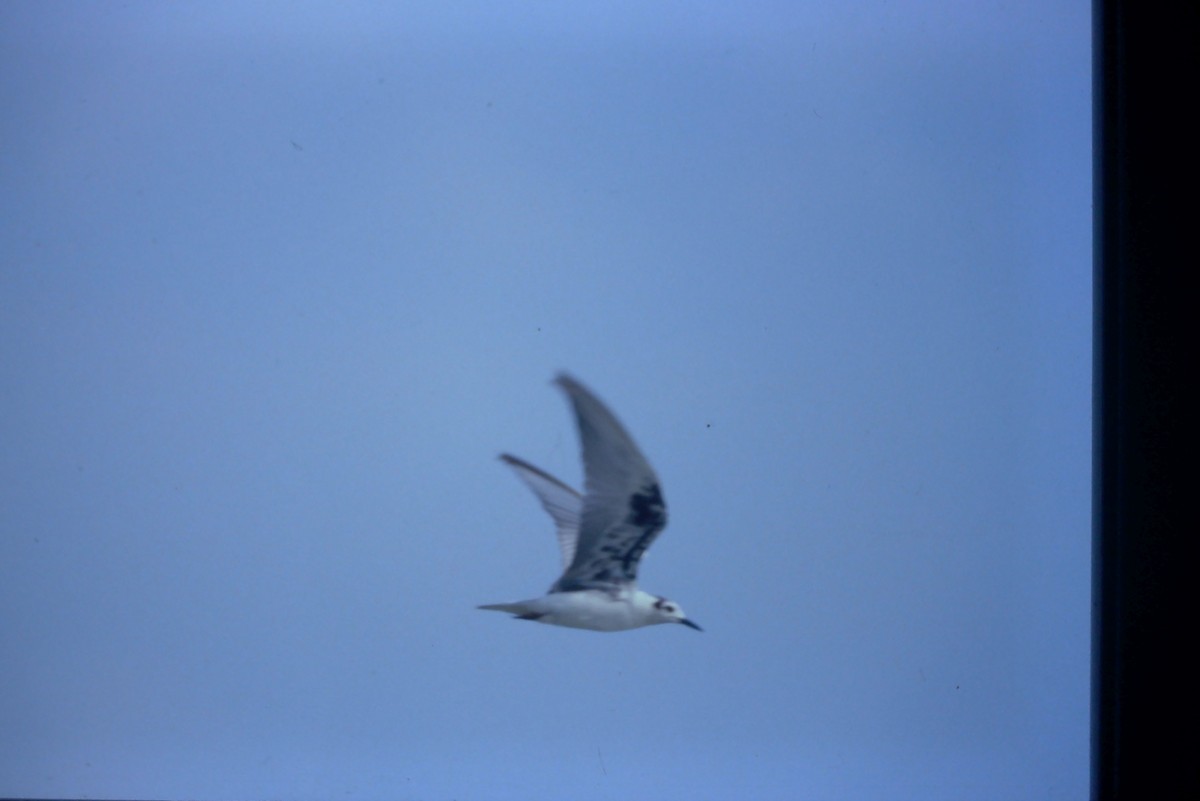 White-winged Tern - Frank Hawkins