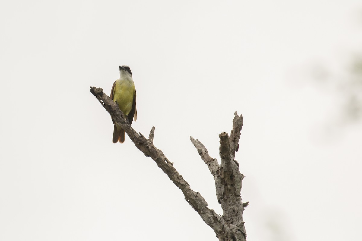 Great Kiskadee - ML455464931