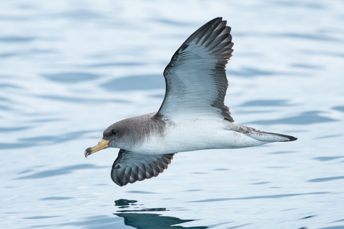 Cory's Shearwater (Scopoli's) - ML455465991