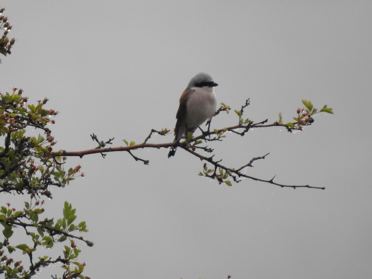 Red-backed Shrike - ML455466311