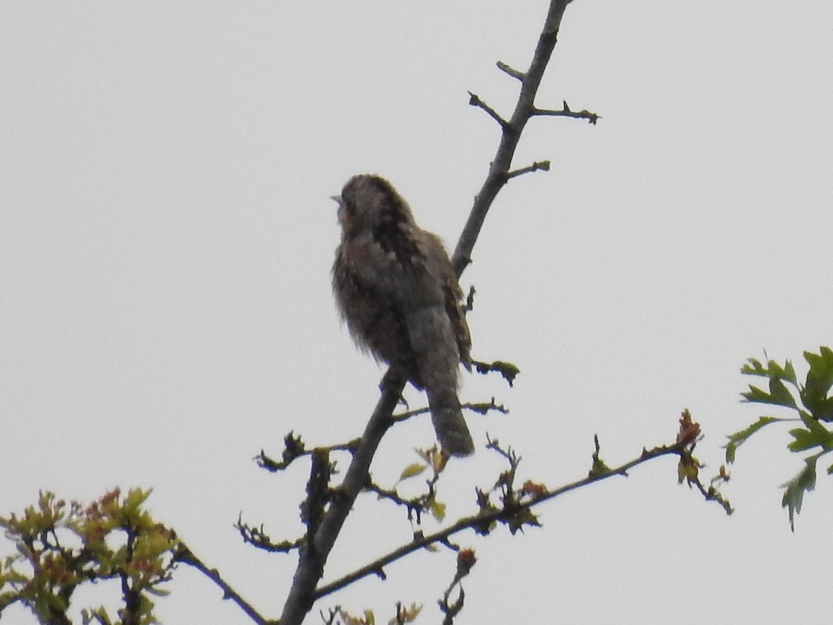 Eurasian Wryneck - ML455466381