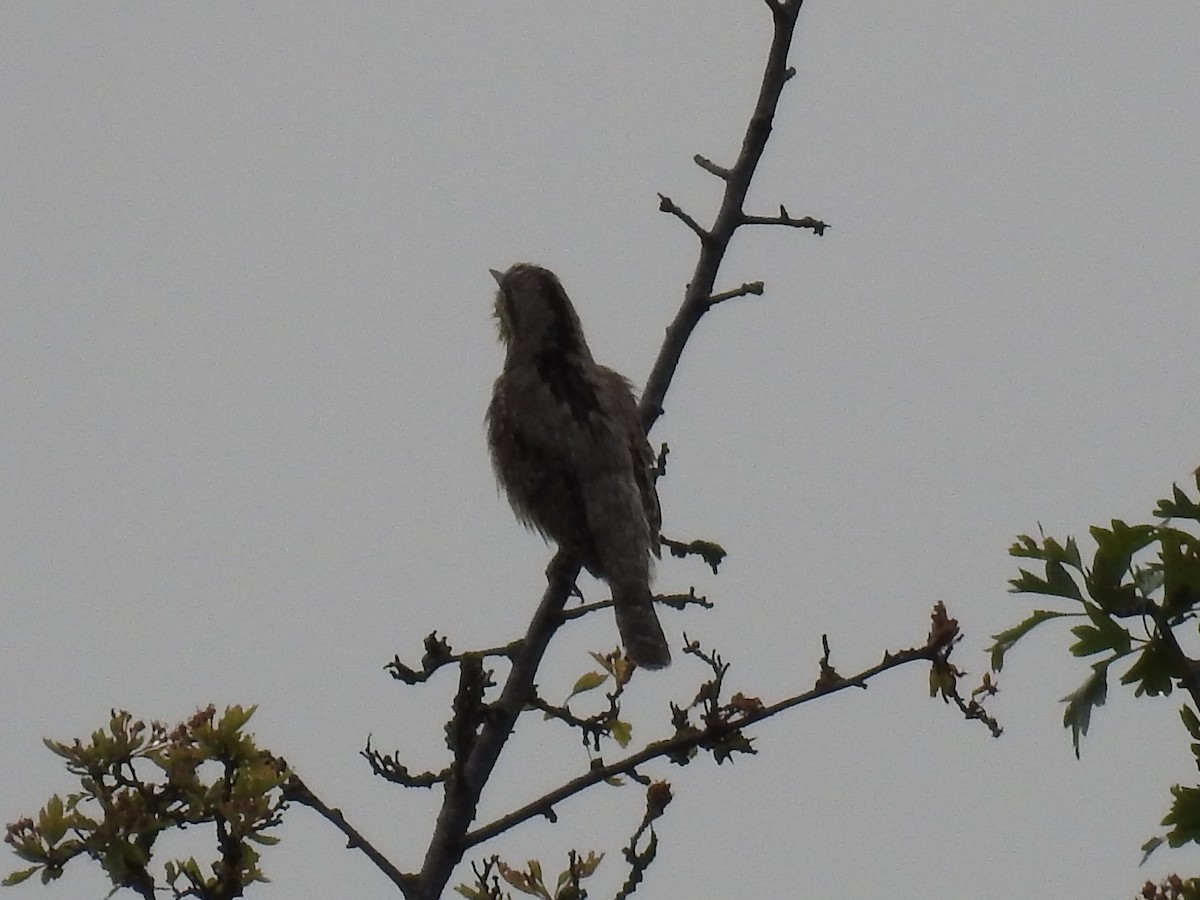 Eurasian Wryneck - Andrew Durso