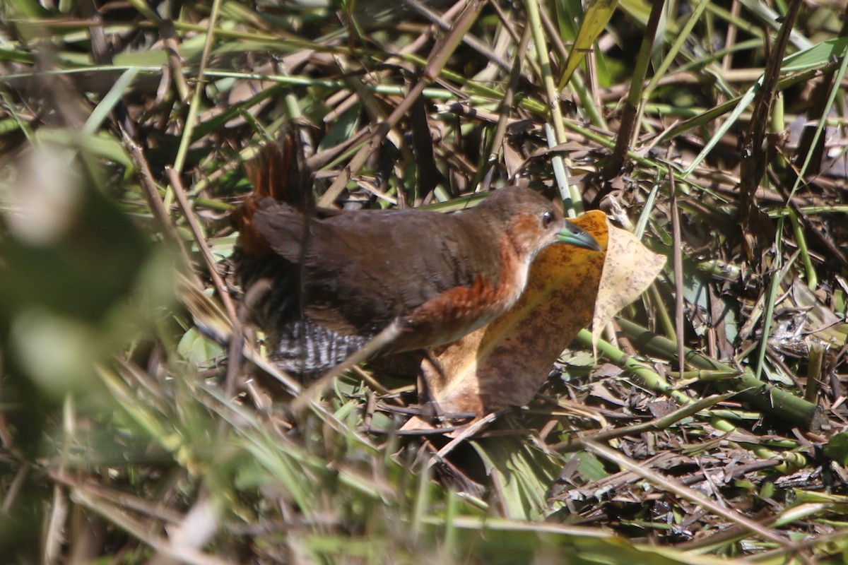 Rufous-sided Crake - Ian Thompson