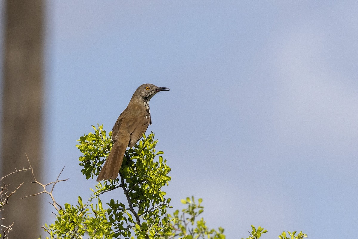 Long-billed Thrasher - ML455467721