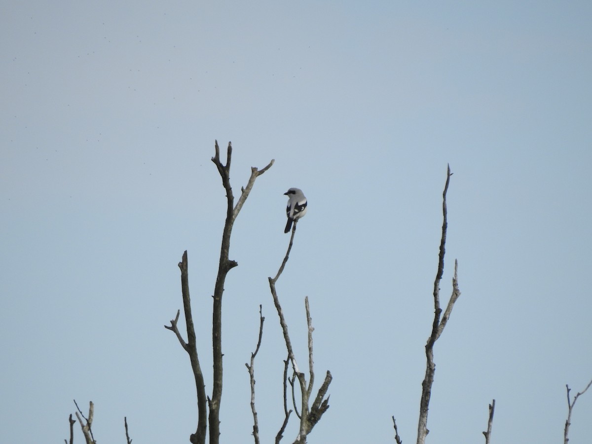 Great Gray Shrike - ML455467921