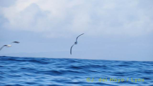 Zino's Petrel - ML455468871