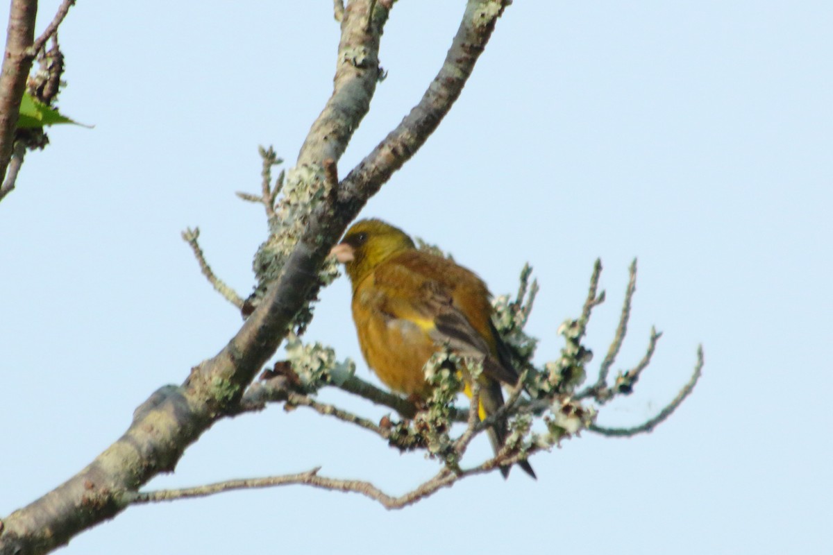 Oriental Greenfinch - ML455469061