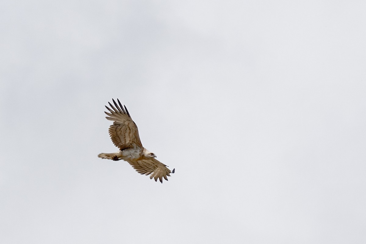 Short-toed Snake-Eagle - ML455469951