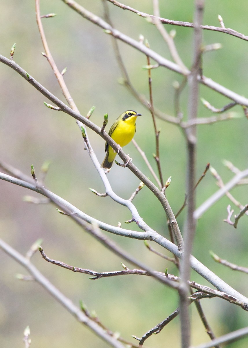 Kentucky Warbler - ML455470231