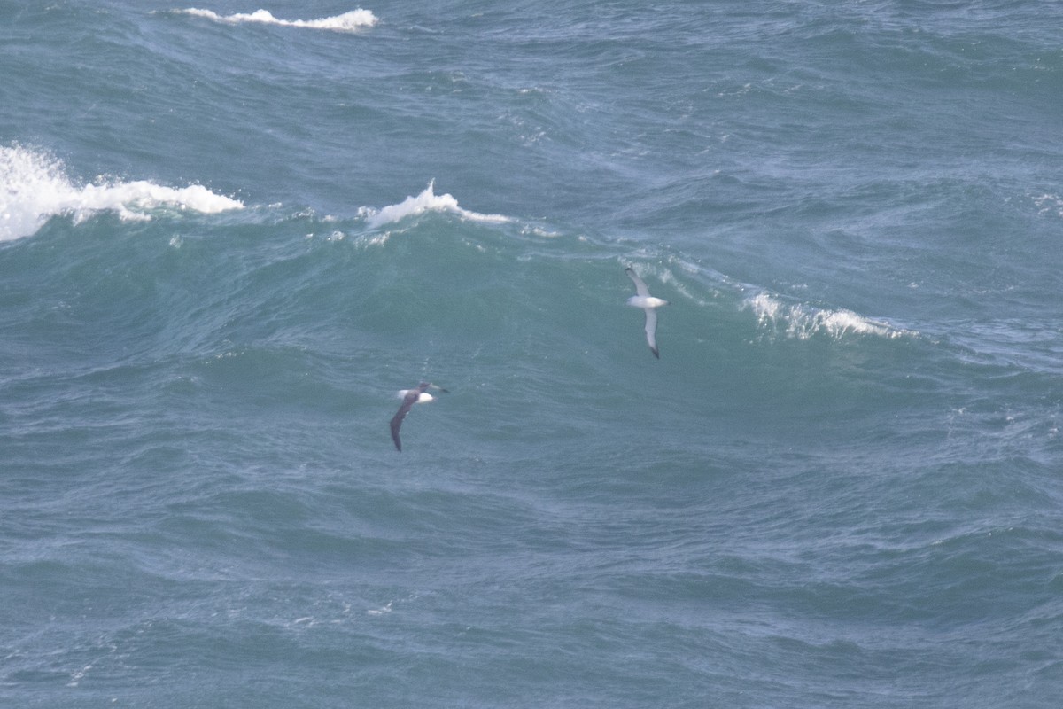 White-capped Albatross - John Cantwell