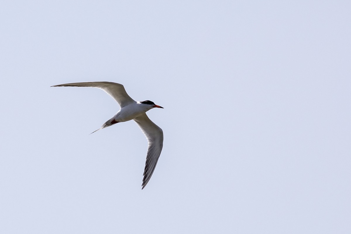 Forster's Tern - Niall D Perrins