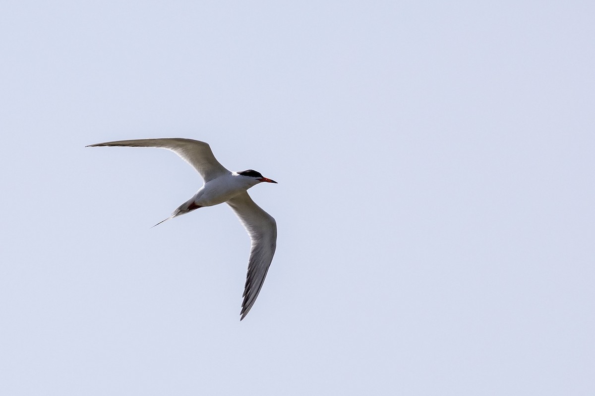 Forster's Tern - ML455470401