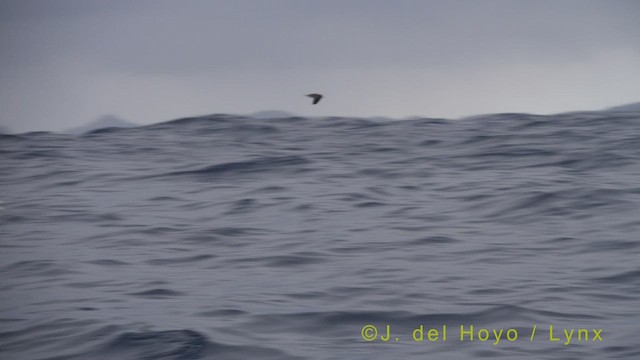 Zino's Petrel - ML455470961