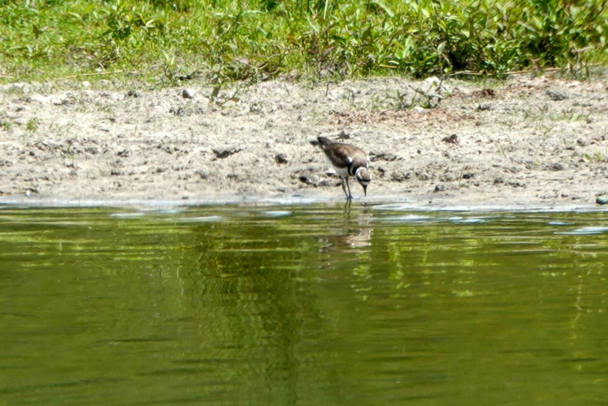 Killdeer - ML455471921