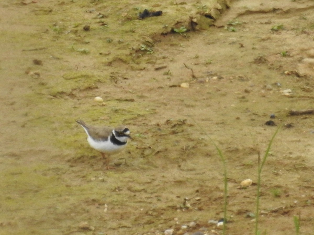 Little Ringed Plover - ML455473151