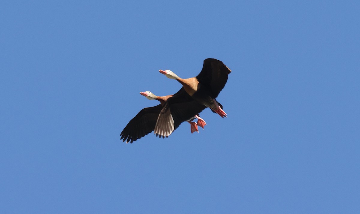 Black-bellied Whistling-Duck - ML455473321