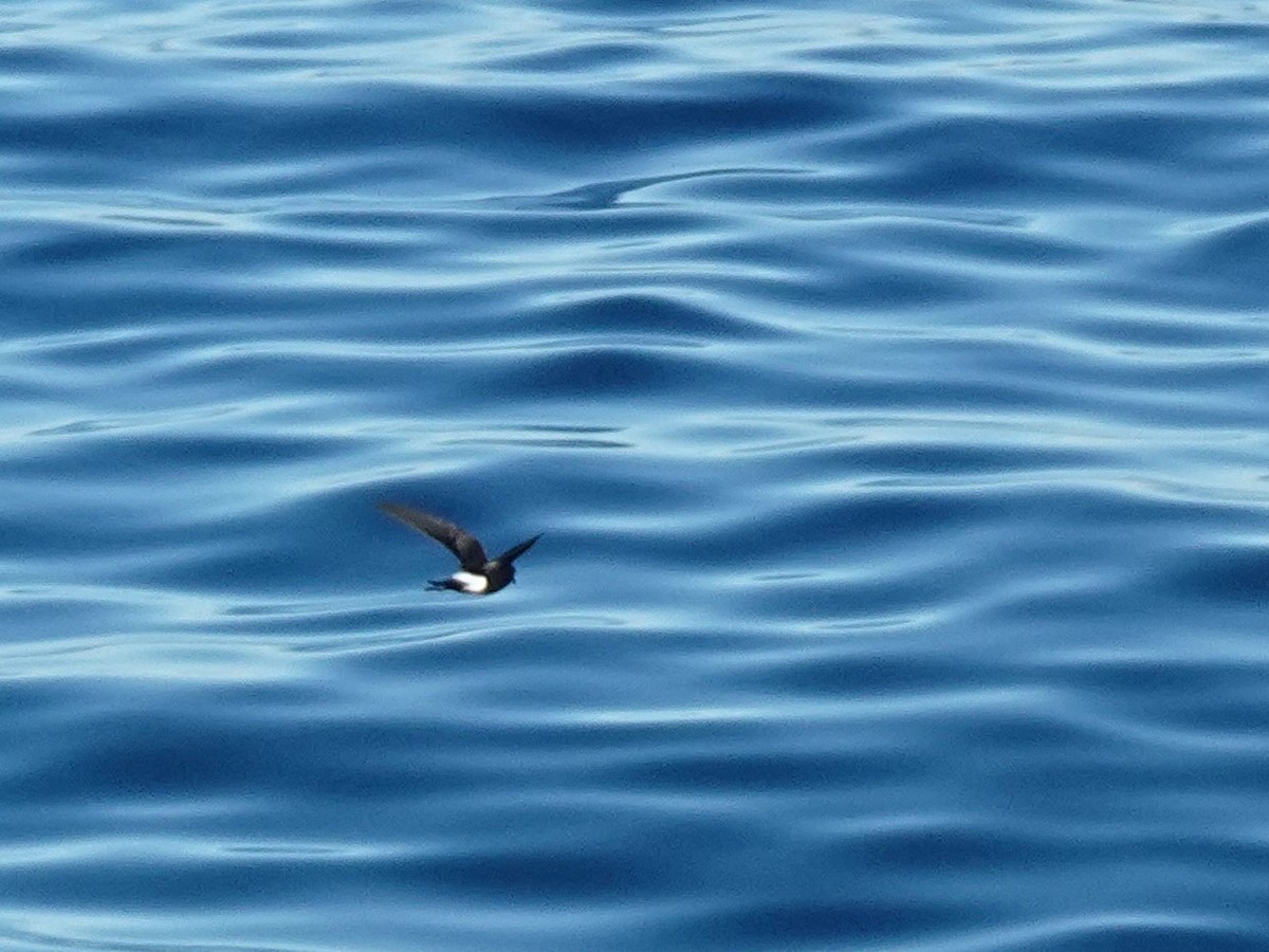 Wilson's Storm-Petrel - ML455473391