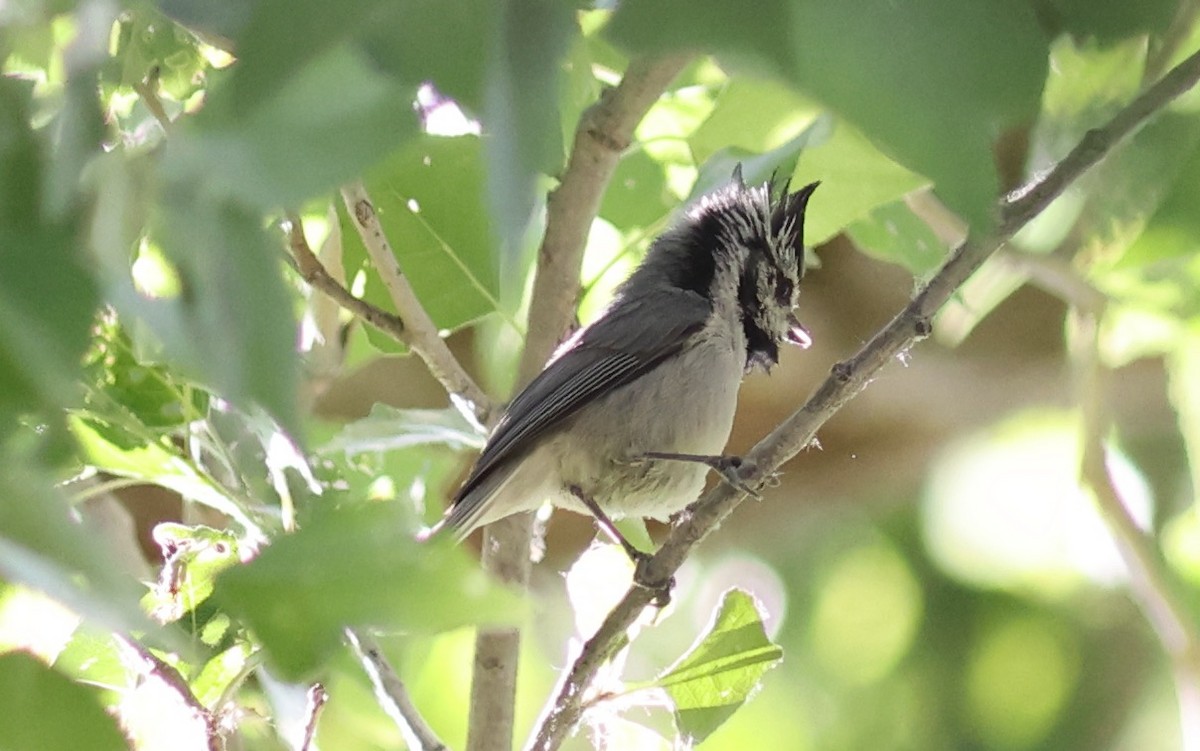 Bridled Titmouse - ML455473481