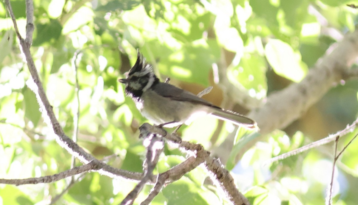 Bridled Titmouse - ML455473491