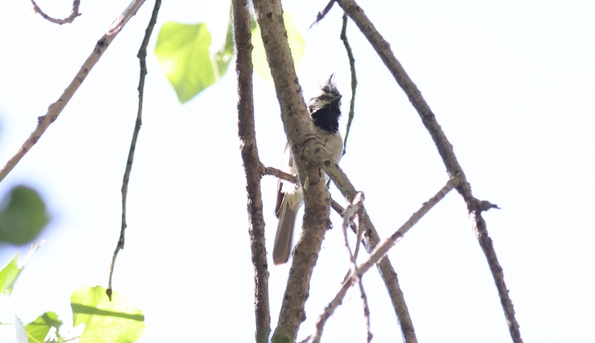 Bridled Titmouse - ML455473501