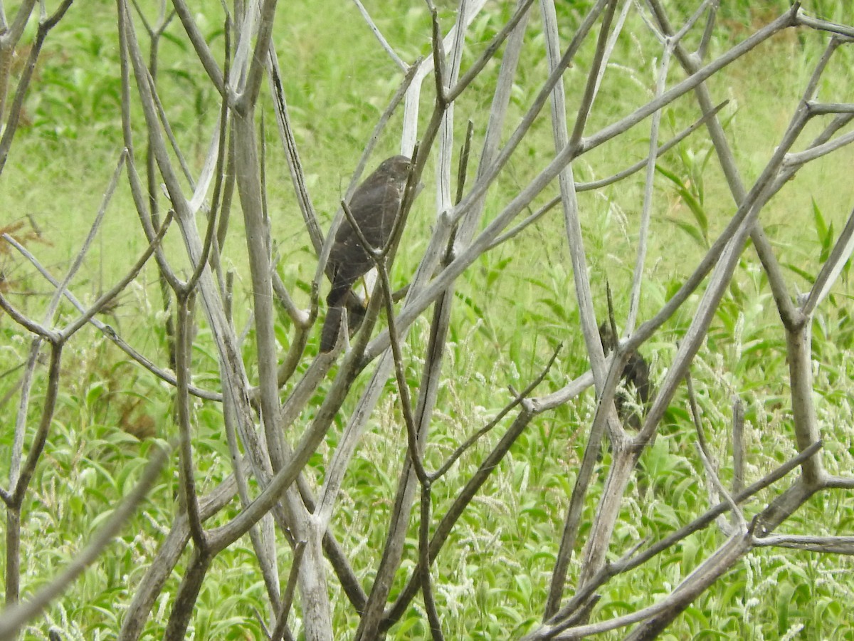 Brown Goshawk - Chris Burwell