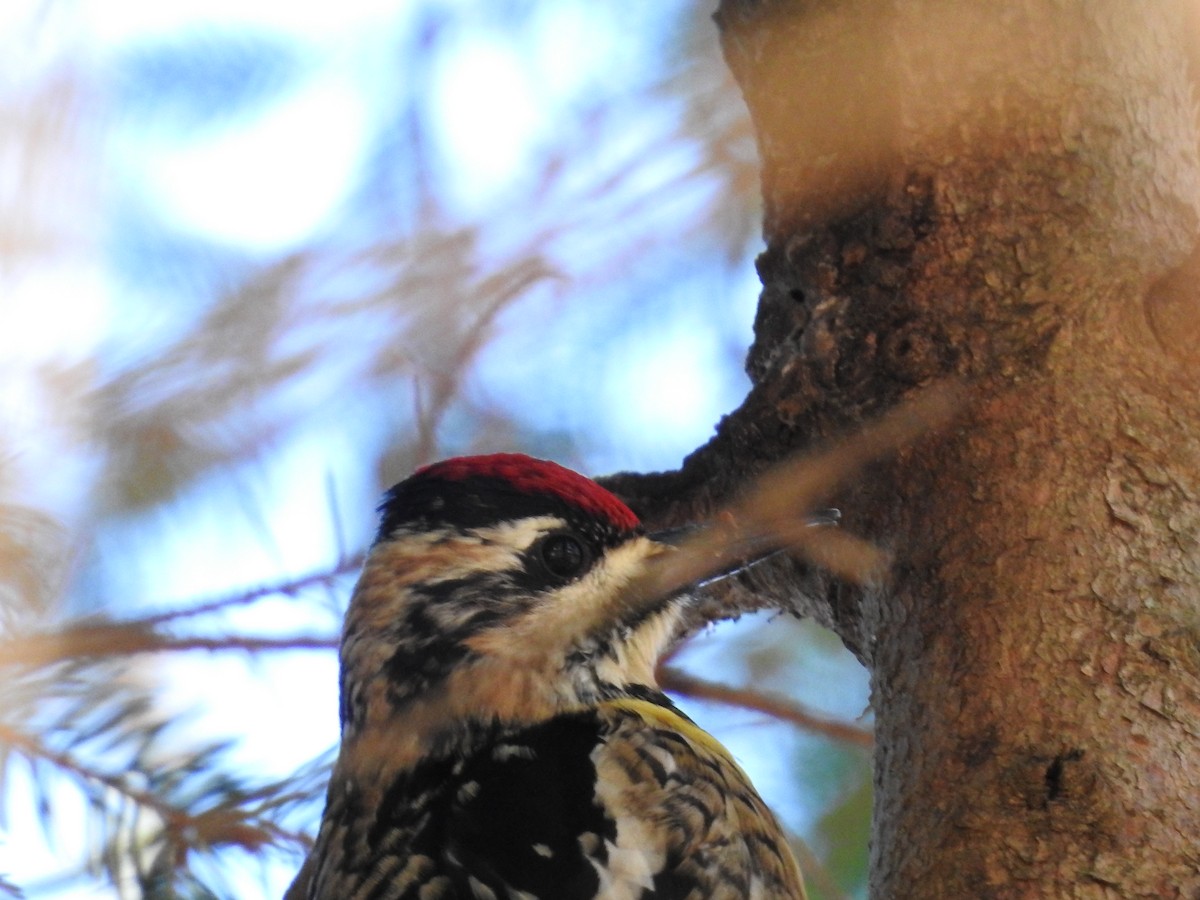 Yellow-bellied Sapsucker - ML45547551