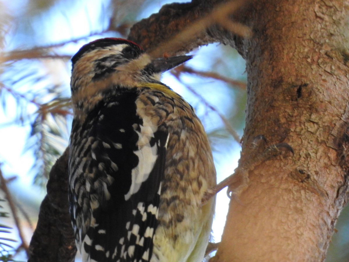 Yellow-bellied Sapsucker - ML45547591