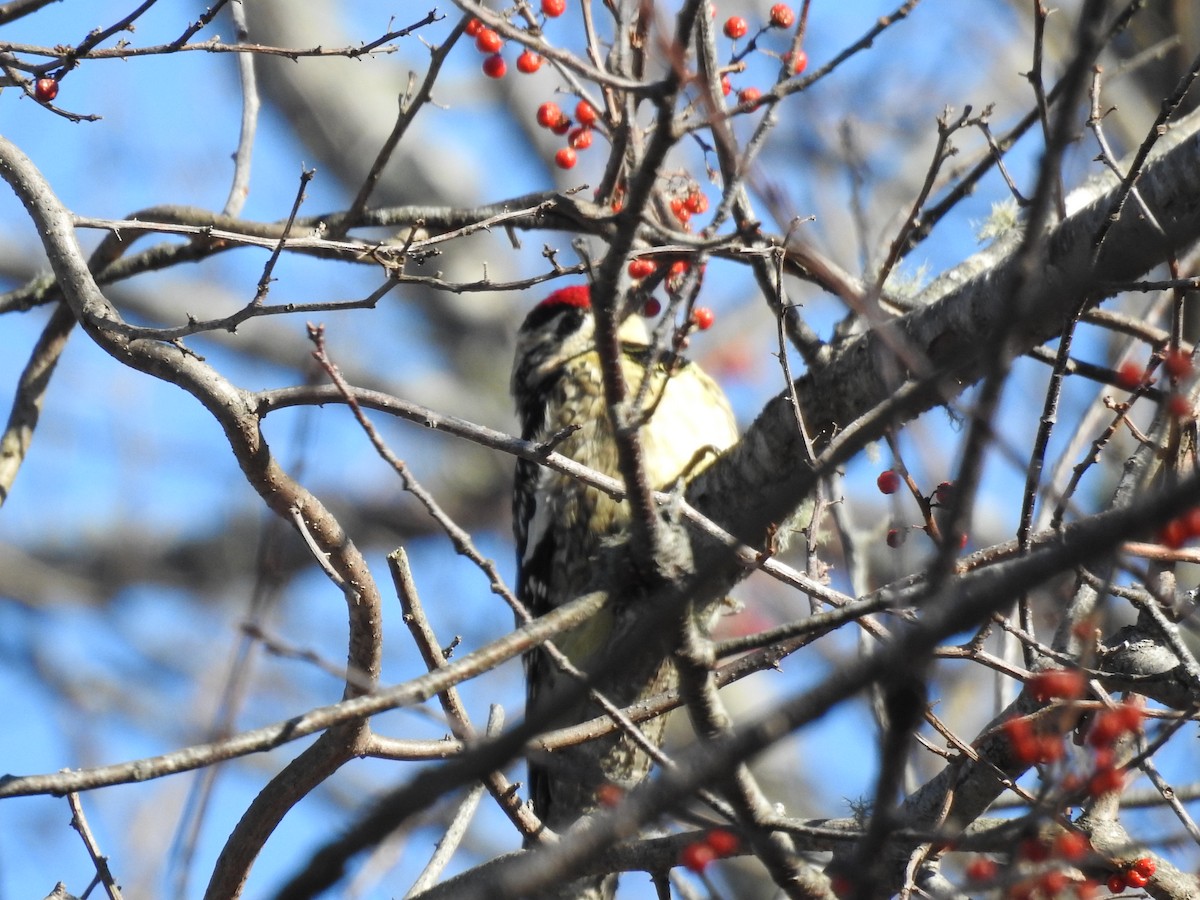 Yellow-bellied Sapsucker - ML45547601