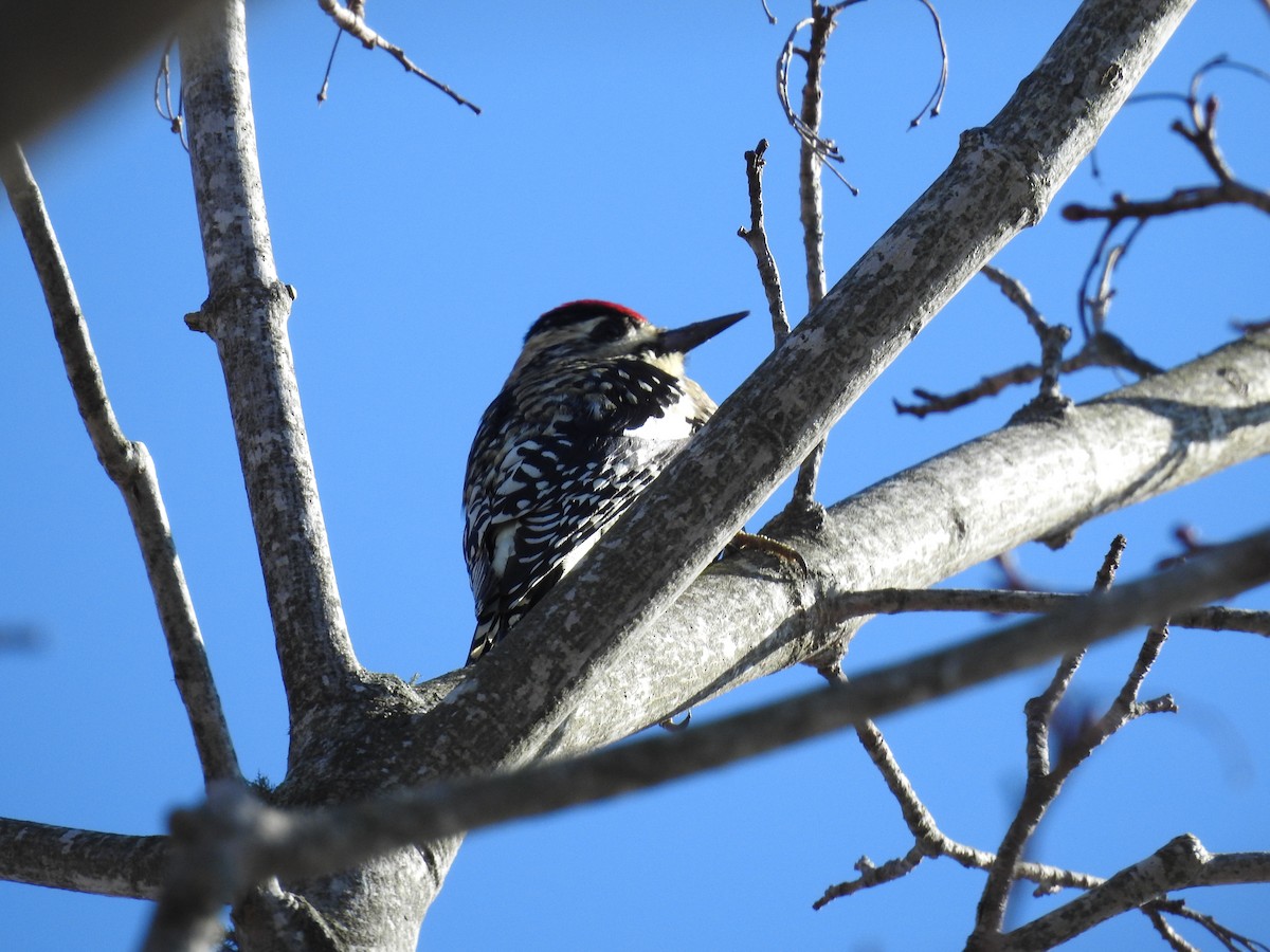 Yellow-bellied Sapsucker - ML45547611