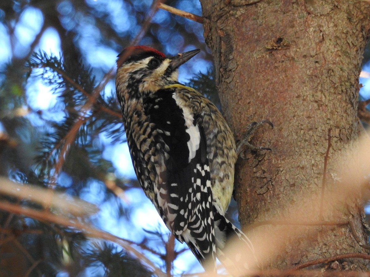 Yellow-bellied Sapsucker - ML45547621