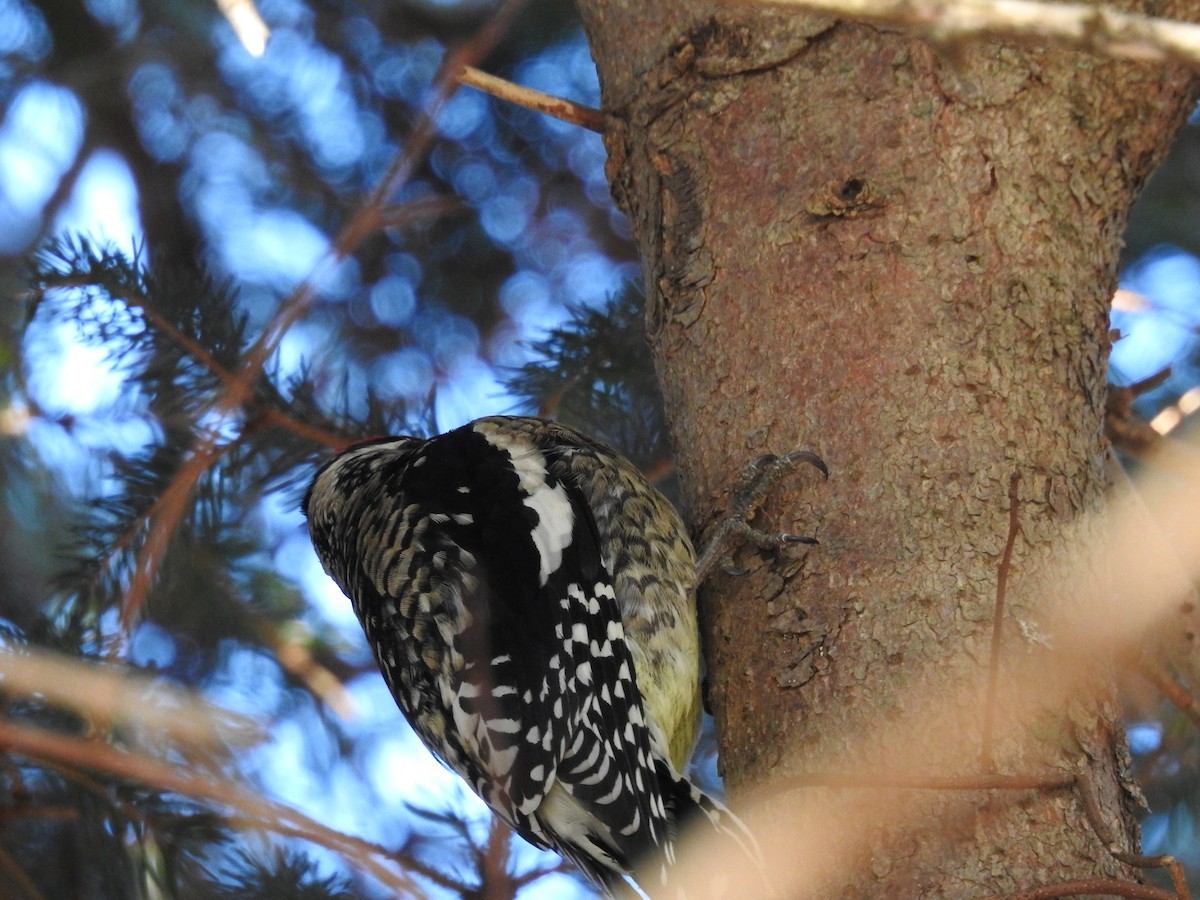 Yellow-bellied Sapsucker - Sandi Jacques