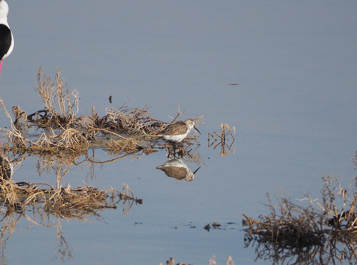 Curlew Sandpiper - ML455476691