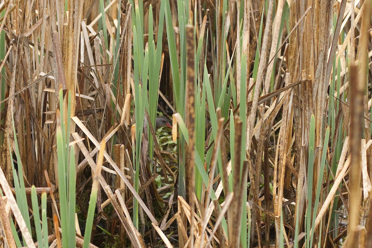 Virginia Rail - ML45547721